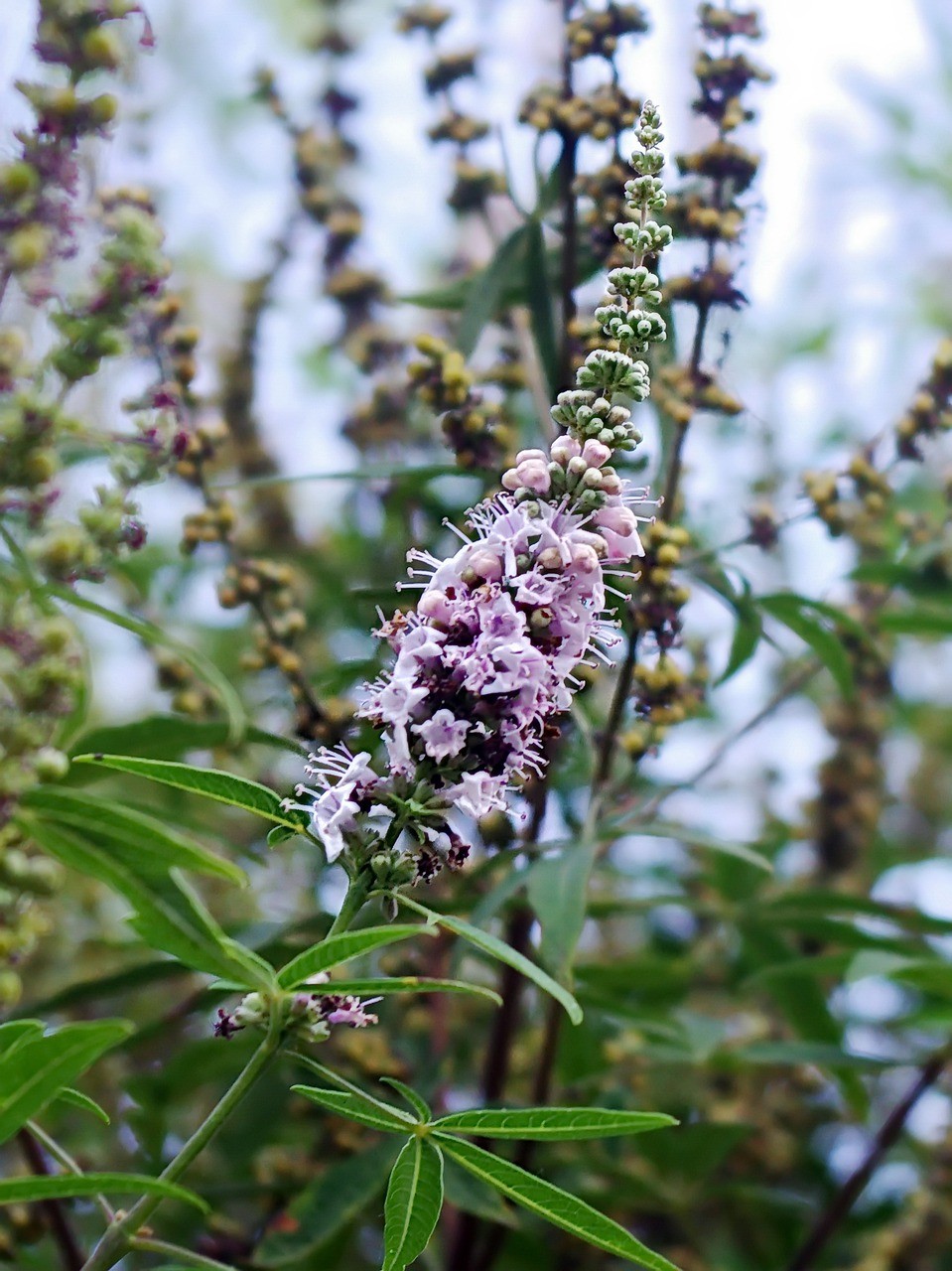 flower, sheets, vitex agnus-5472492.jpg