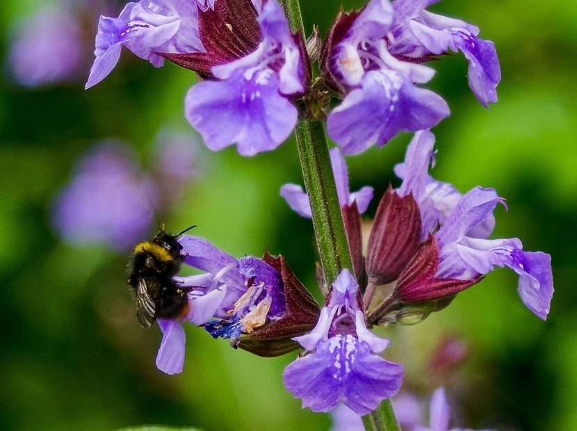 Salvia officinalis