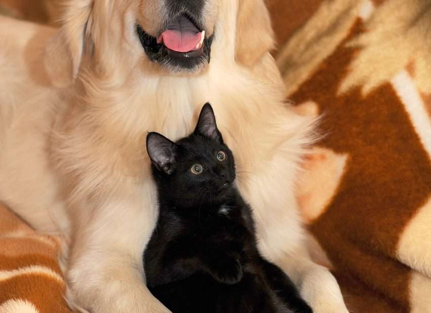 Katze und Hund