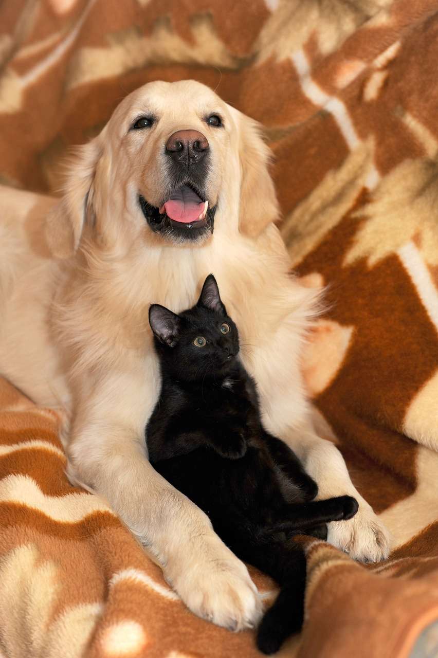 Katze und Hund